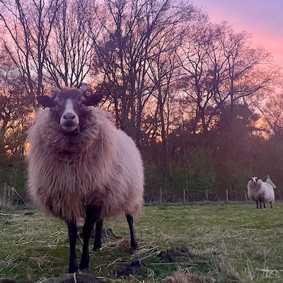 schaap avondrood